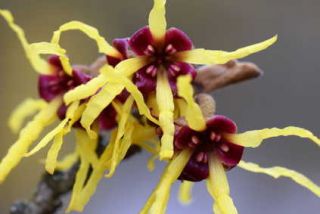 Hamamelis sante