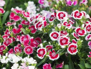 oeillet de chine - Dianthus chinensis