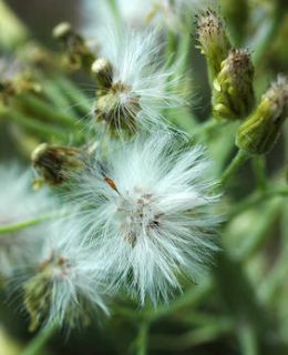 Pétasite allergie