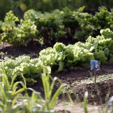 Life goes on in the vegetable patch