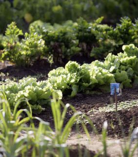 potager en automne