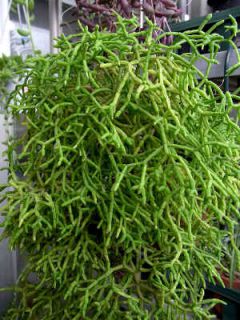 rhipsalis