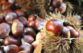 chataigne-automne - La châtaigne, fruit symbole de l’automne