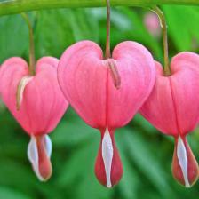 coeur de marie