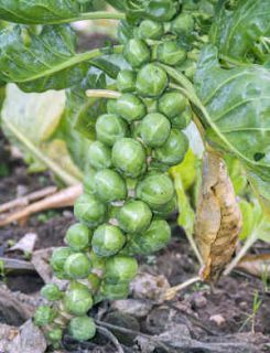 chou legumes hiver