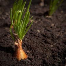 Shallot, how to grow it