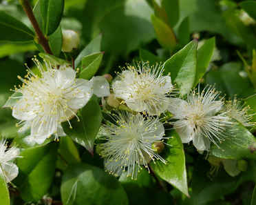 Common myrtle - planting, pruning and advice on caring for it