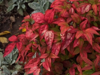 nandina domestica - bambou sacre