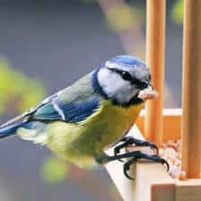 oiseau hiver