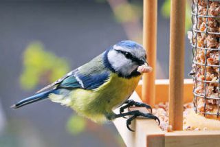 oiseau hiver