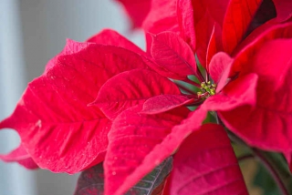 poinsettia en intérieur