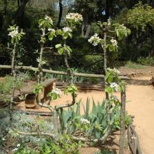 taille pommier poirier espalier