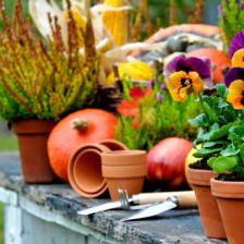 travaux jardin automne