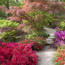 jardin japonais