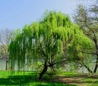Saule-pleureur