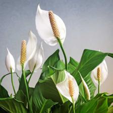 Spathiphyllum