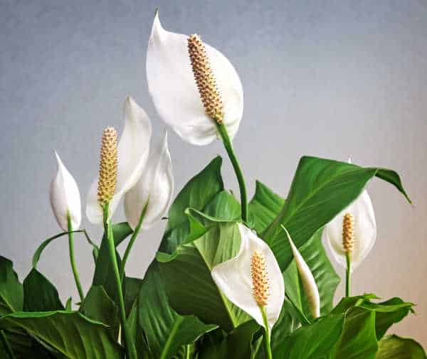 Image result for spathiphyllum