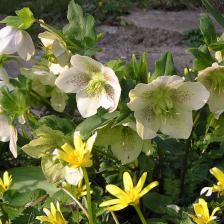 Hellebore fleur