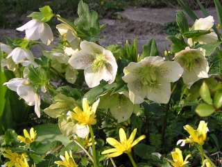 Hellebore fleur jardin