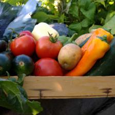 permaculture definition