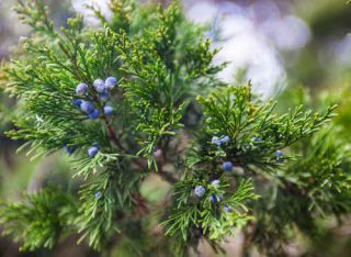 genévrier plante nouvel an hiver