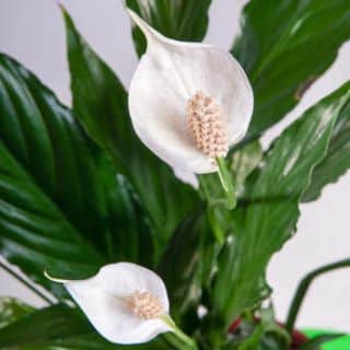 Spathiphyllum (Fleur de lune) : entretien, rempotage, arrosage