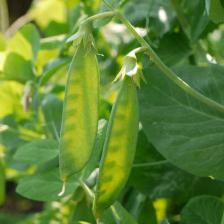 Snow peas for refreshing meals!