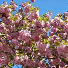 cerisier a fleurs