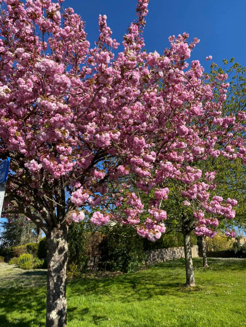 Cerisier  du Japon plantation taille et conseils d entretien
