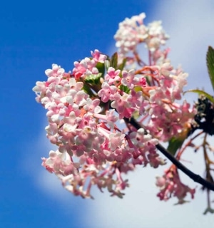 arbuste fleurs hiver parfum