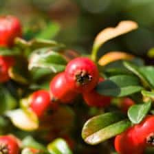 Gaultheria health benefits and therapeutic value