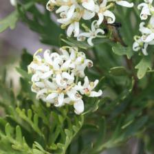 lomatia tinctoria