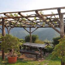 pergola plantes