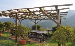 pergola plantes