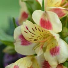 Alstroemeria