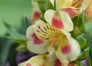 Alstroemeria - Alstroemere