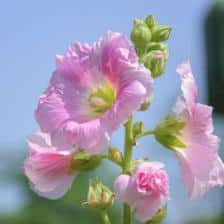 Guimauve althaea officinalis