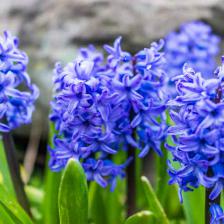 Jacinthe