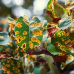 Rouille feuille plante