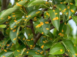 Rouille traitement plantes