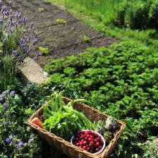 Companion planting, preparing the vegetable patch