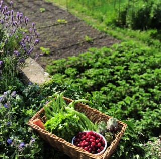 association legumes potager