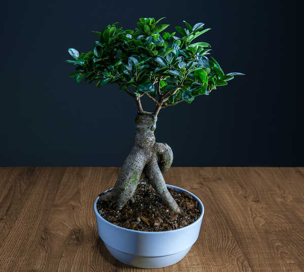 Ficus d'intérieur trop petit bonsaï pour le vrai débutant 