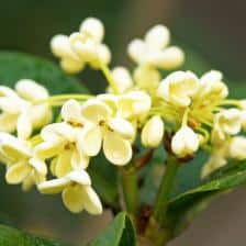 osmanthe osmanthus