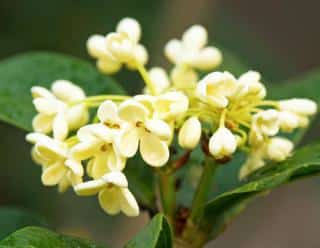 osmanthe osmanthus