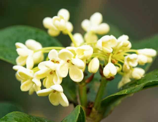 Osmanthe (osmanthus) : plantation, taille et conseils d'entretien