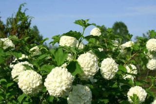 Boule de neige