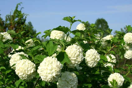 Boule de neige : plantation, taille, entretien