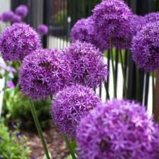 Allium giganteum - Ail géant d'ornement