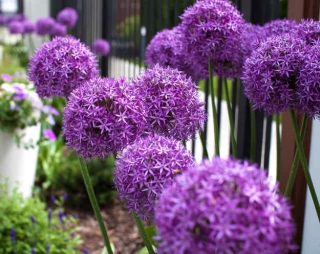 Allium giganteum - Ail géant d'ornement